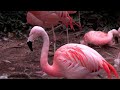 Chilean Flamingos Coming To Henry A Jubel Foundation Destination Discovery