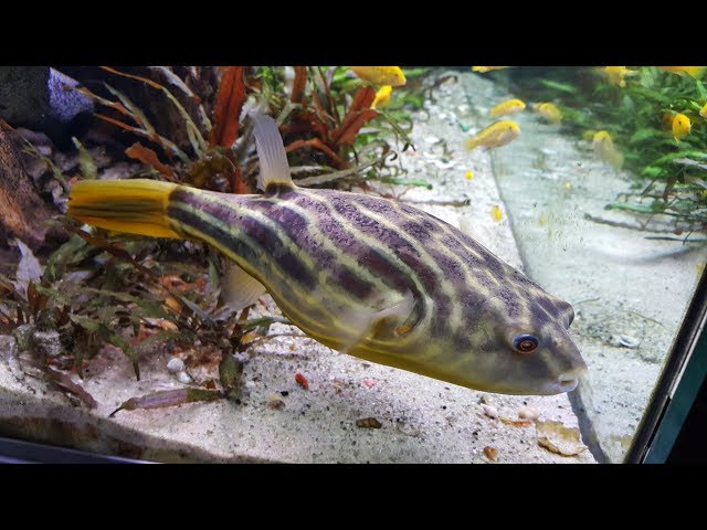 How to move a Big Puffer Fish? Moving into the new 175 Gallon!