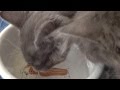 California Grey Tuxedo Kitten 5 Of 8