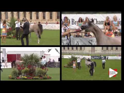 N.7 MARRAKECH J - Chantilly 2015 ABCE - Fillies 1 year old (Class 1A)
