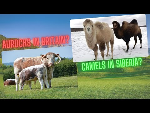 5 Most Famous REWILDING Projects in the WORLD