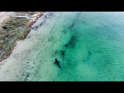 GREAT WHITE SHARK chases seal and swims within meters of the shoreline in South Australia
