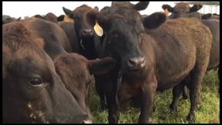 Clemson Beef Marbling Study