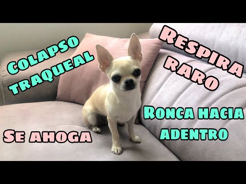 Mi perro se ahoga al respirar. Consejos