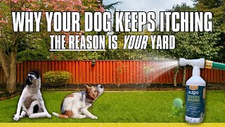 How to Stop Your Dog’s Itching… It STARTS in Your Yard!