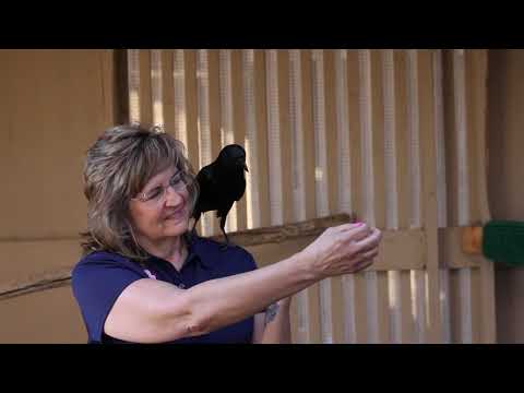 Liberty Wildlife trainer Belinda with Azul, an American Crow
