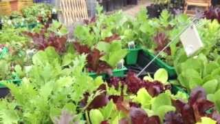 Yummy, pretty, and lucky veggies and herbs