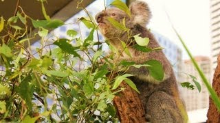 Sights & Sounds: Flying Fox Helihike, Fox Glacier