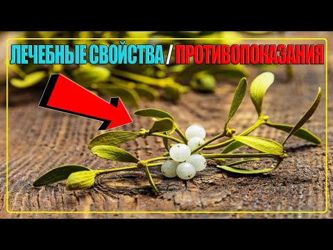 ОМЕЛА БЕЛАЯ ЛЕЧЕБНЫЕ СВОЙСТВА И ПРОТИВОПОКАЗАНИЯ