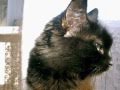 Булат Окуджава - Песня про черного кота 