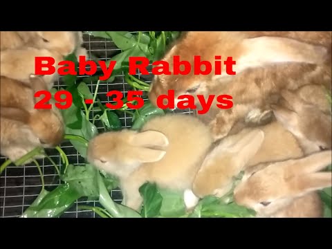 Baby rabbit 29 - 35 days old