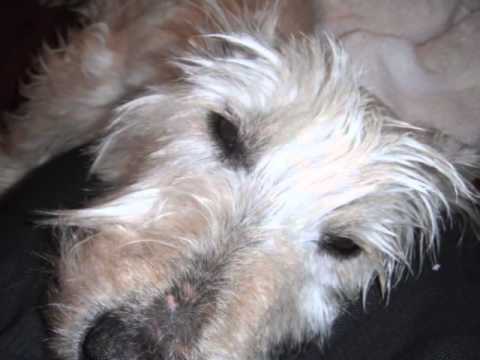 download lagu mp3 mp4 Scottie Terrier Rescue, download lagu Scottie Terrier Rescue gratis, unduh video klip Scottie Terrier Rescue