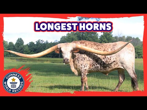 Longest horns on a steer ever! - Guinness World Records