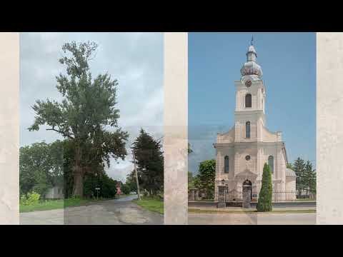 BILA TOPOLJA NA KONCU VALALA avtor Ljubka Segedi Falc