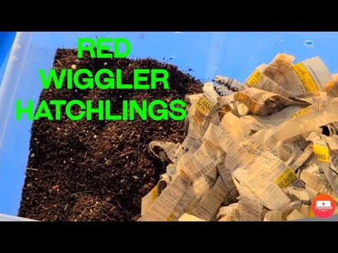 Starting Red Wigglers Hatchling Worm Bin/How Long To Mature