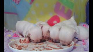 🐶 Longhair Chihuahua Puppy Livestreaming!!! 🐶 We are live DAILY 1PM-5PM EDT/EST Mon - Fri!