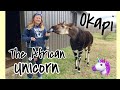 Kwasi The Okapi Meet An African Unicorn