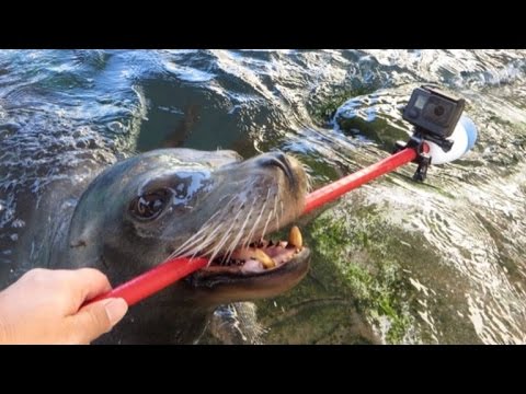 Sea Lion Holds Selfie Stick to Film Underwater Adventure
