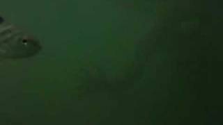 preview picture of video 'Target Fish Batangas Philippines Snorkelling Olympus Stylus'