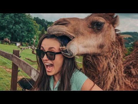 Camels Are Crazy | Funny Camel Video Compilation #Camels #animallover #funnyanimalvideos