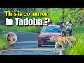Tadoba Safari English 4k Best Place To See Tiger In Wild Maharashtra Forest