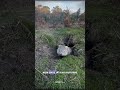 Wombat Science Sciencefacts