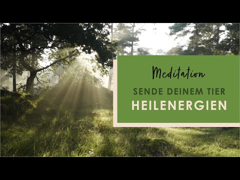 Sende deinem Tier Heilenergien - Geführte Meditation | 15 Minuten | Tierkommunikation