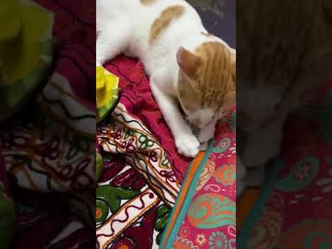 Talking cat finds money! #cats #vlogs