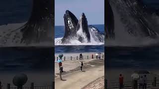 Download lagu #samudra #reels mp3 Download lagu #samudra #reels mp3