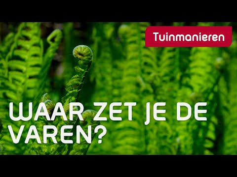 Varens. Op welke plaatsen groeien ze goed? Welke planten zet je in schaduwrijke, vochtige tuin?