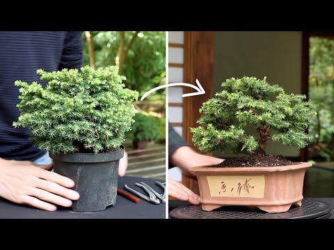 , title : 'How to make a Bonsai tree'