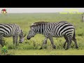 🦓Graceful, social,instantly recognizable The Life Journey of One of the Most Beautiful-The Zebra