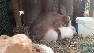Tavşanların çiftleşmesi / Speedy Rabbit