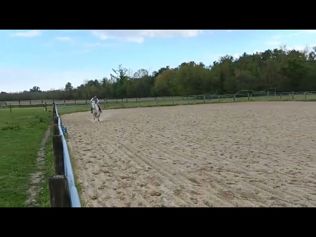 Cavallo spagnolo 7 anni