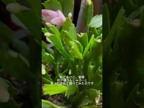 クリスマスサボテンの肥料は何ですか？シュルンベルジェラの花を作るためにいつ、どのように使用するのですか?  庭園