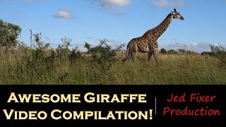 Awesome Giraffe Video Compilation!