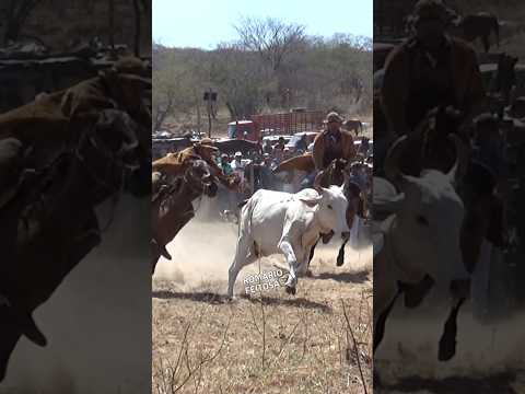 pega de boi no mato #romariofeitosa #pegadeboinomato