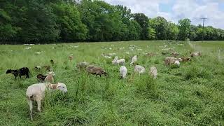 What Are Counter Culture Sheep | Ewes Ready For Your Farm