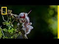 Zombie Parasite Cordyceps Fungus Takes Over Insects Through Mind Control National Geographic