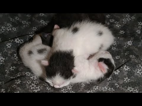 Pregnant Cat Gave Birth To 3 Cute Kittens After She Was Rescued From Street