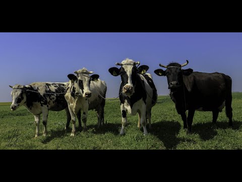 Viata la tara in Oltenia! Crescator de vaci rasa Holstein in com. Galiciuca judetul Dolj!