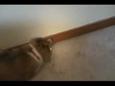 Me & My Silly Dog - Part 1