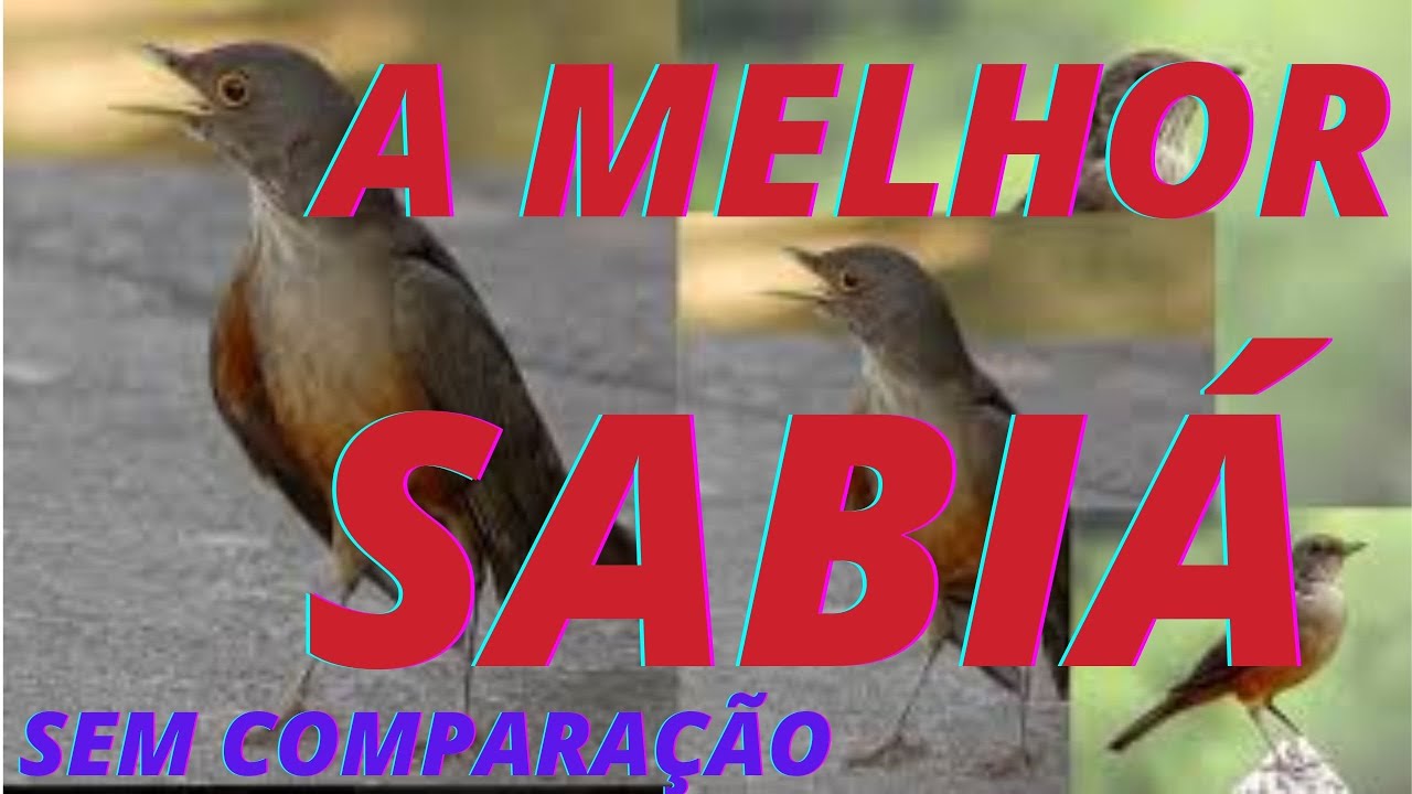 [COMO ESQUENTAR SUA SABIÁ EM 5 MINUTOS] SABIÁ FEMEA CHAMA  E MACHO CANTA MUITO Rufous-bellied Thrush