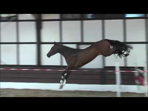 STARLET 3j. Szenario - Contendro (Freispringen)