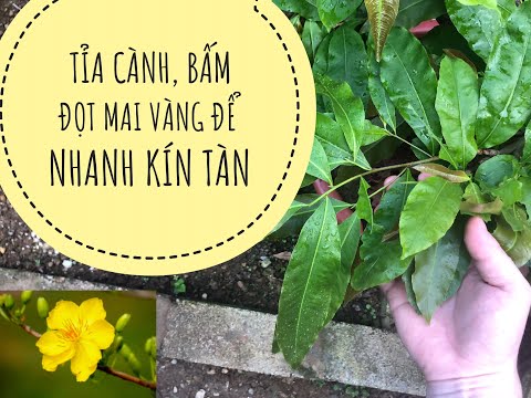 HƯỚNG DẪN BẤM ĐỌT, TỈA ĐỌT MAI VÀNG LẦN ĐẦU TIÊN TRONG NĂM