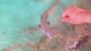 Cá chình cắn tay chảy máu á