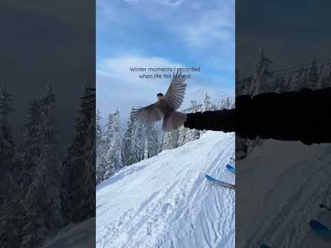 Winter magic in British Columbia ❄️🧤☃️ #whistler #mountwashington #canadianwinter