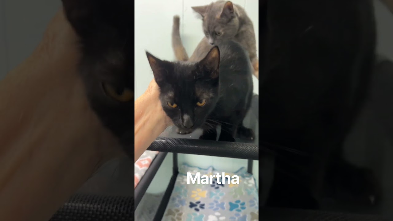 Enlarge Martha, a Adoptable Domestic Short Hair in Mobile, AL video 6/6