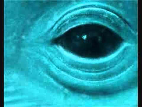 download lagu mp3 mp4 Frank Ocean Blue Whale, download mp3 Frank Ocean Blue Whale free download, download mp3 Frank Ocean Blue Whale