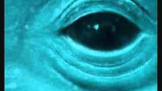 Frank Ocean - Blue Whale [Lyrics]
